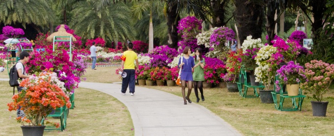 第十五屆勒杜鵑市花展開展1