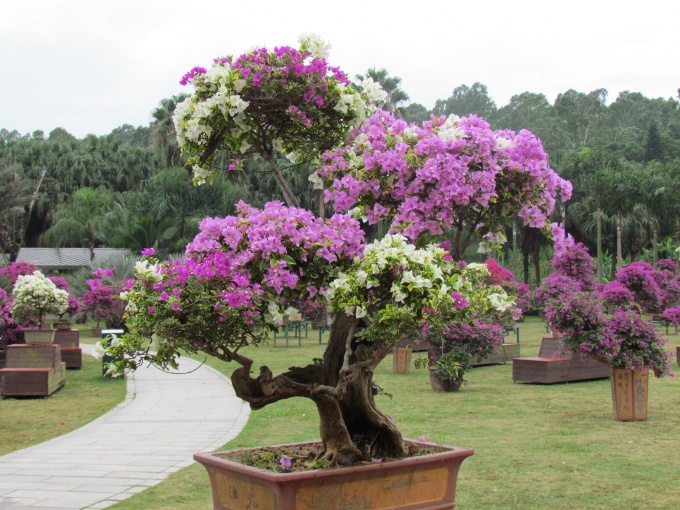 第十五屆勒杜鵑市花展開展2