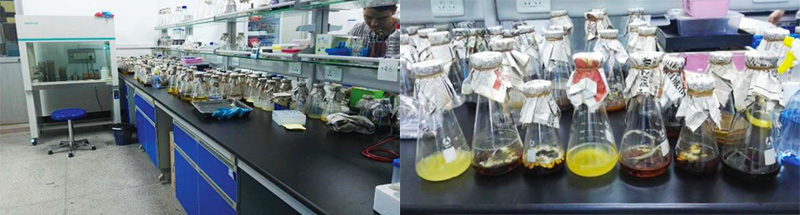 華農(nóng)中綠生物科技研究院